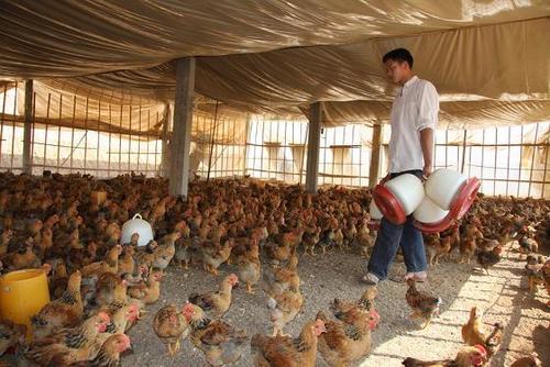 规模化生态养鸡“553”养殖技术