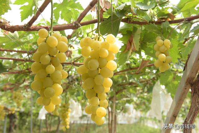 设施葡萄优质丰产标准化栽培技术