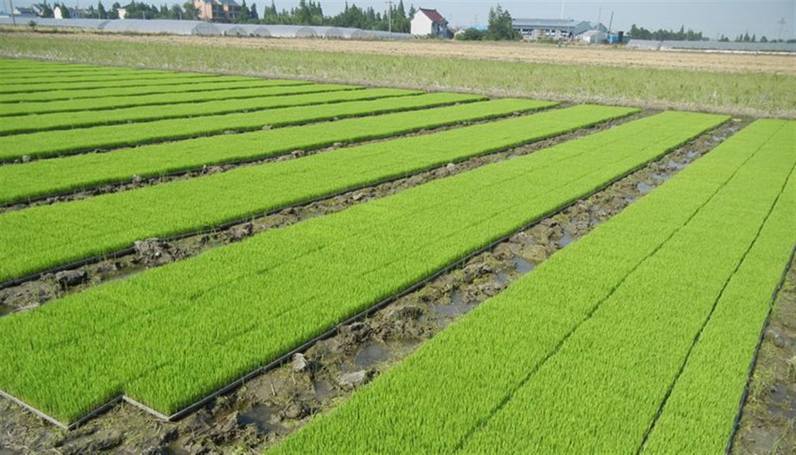 水稻叠盘出苗育秧技术