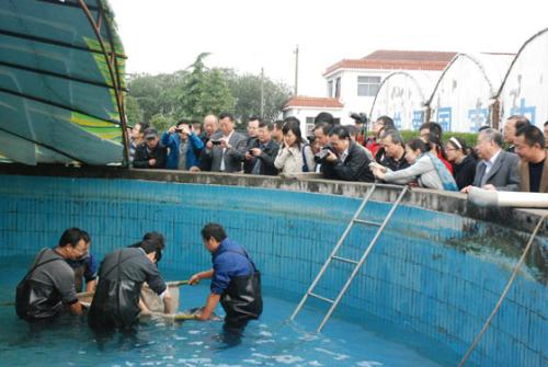 大泷六线鱼规模化人工繁育技术