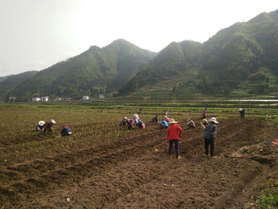 白及生态种植技术