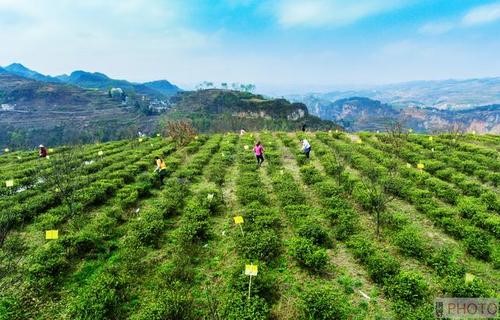 山地茶园机械化采收及配套绿茶加工技术