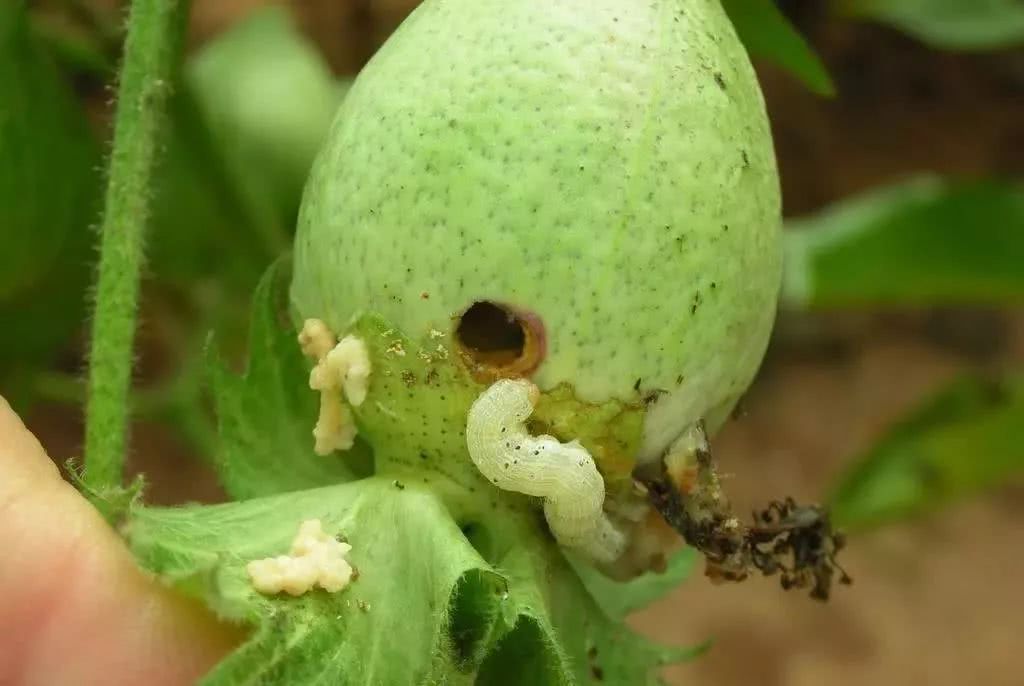 棉花病虫害绿色防控技术