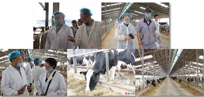 利用基因组检测评估奶牛育种值构建高质量奶牛群技术