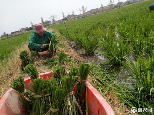 茭白种苗标准化繁育技术