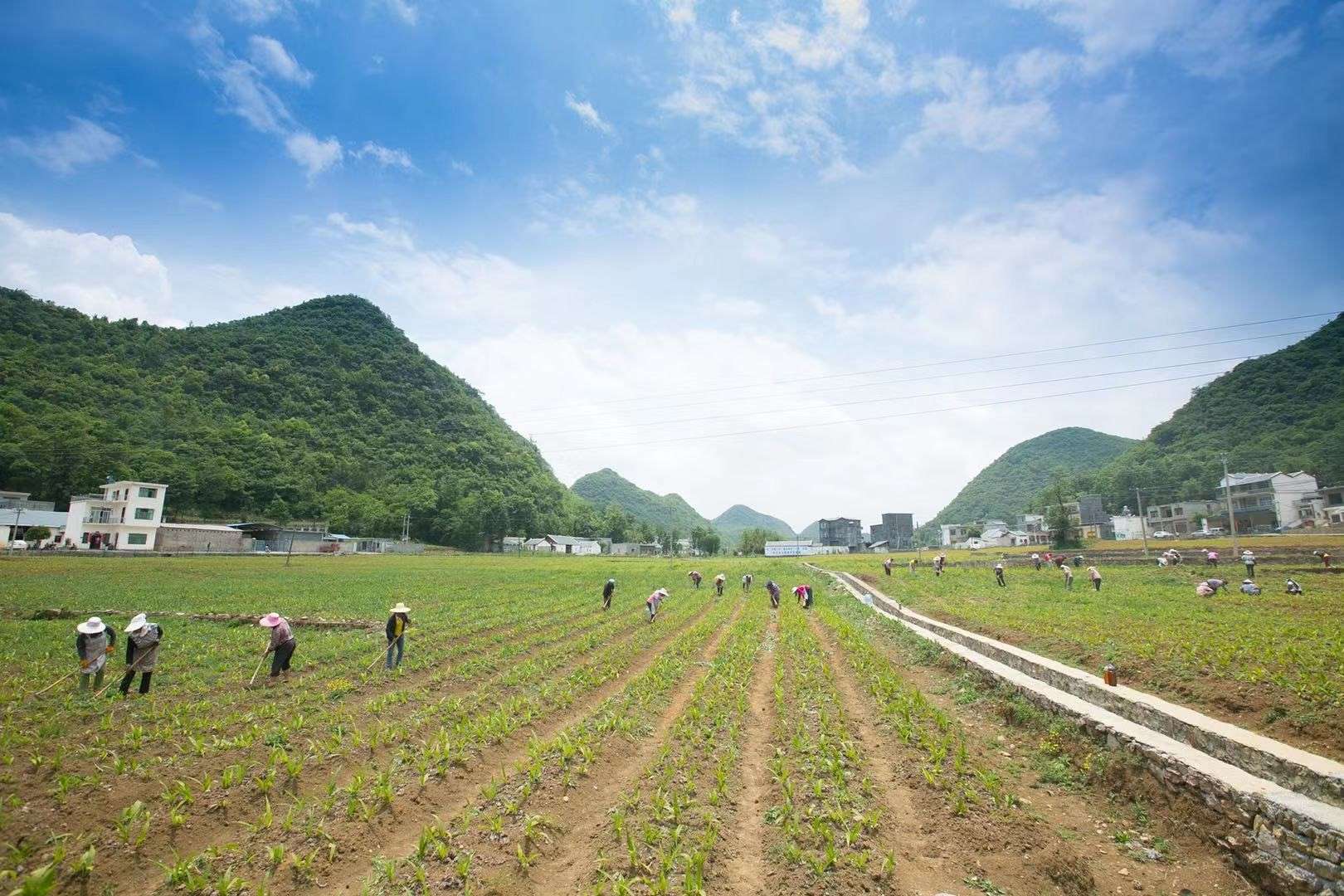 贵州道地药材半夏规范化生产技术