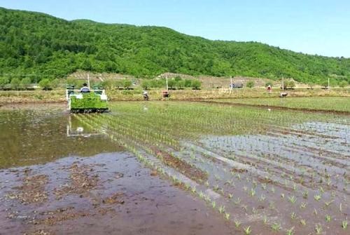 杂交水稻绿色高效精确栽培技术