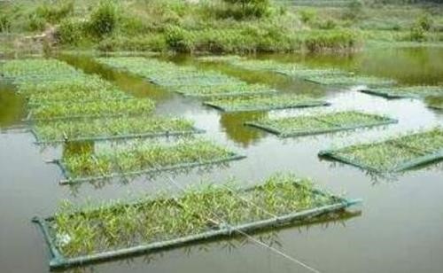 池塘“鱼-水生植物”生态循环技术