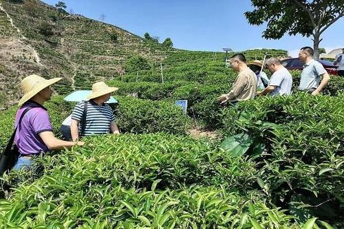 茶园化肥减施增效技术