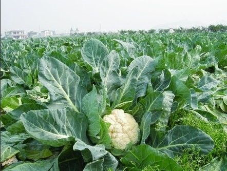 花椰菜优质高产栽培技术