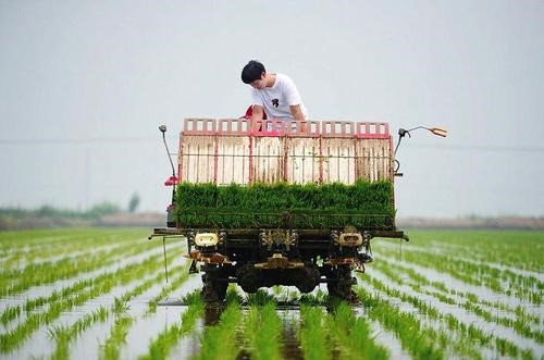 水稻优质丰产高效机插栽培技术