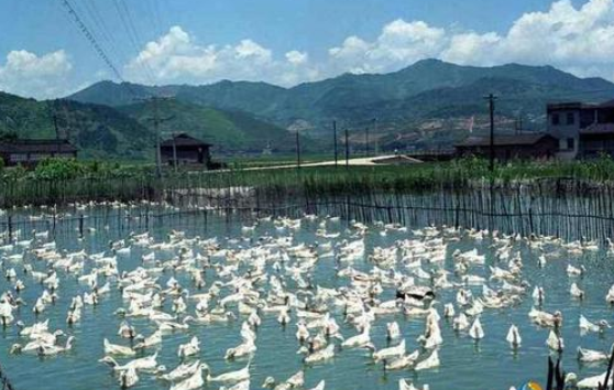 水禽集约化高效生态养殖技术