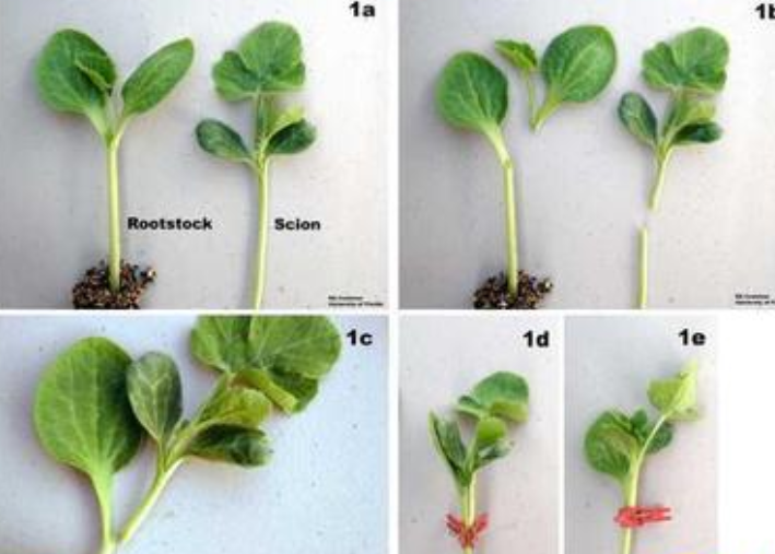 瓜类作物轻简高效双断根嫁接技术