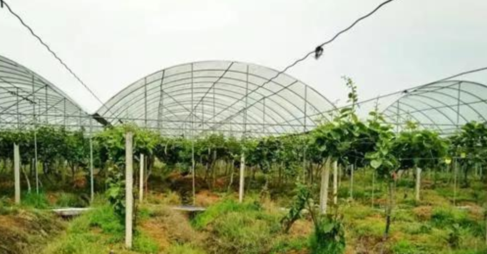 猕猴桃避雨设施栽培技术