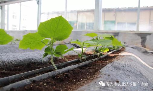 甘薯垄膜轻简高效栽培技术