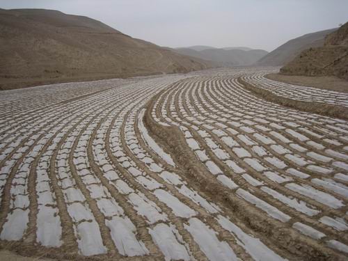 旱地玉米浅旋覆盖微垄沟种植技术