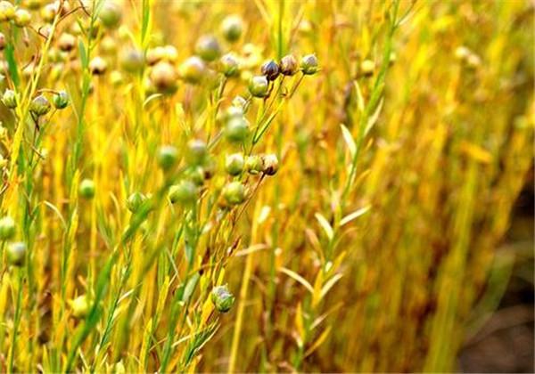 胡麻、莜麦、荞麦生产全程机械化技术