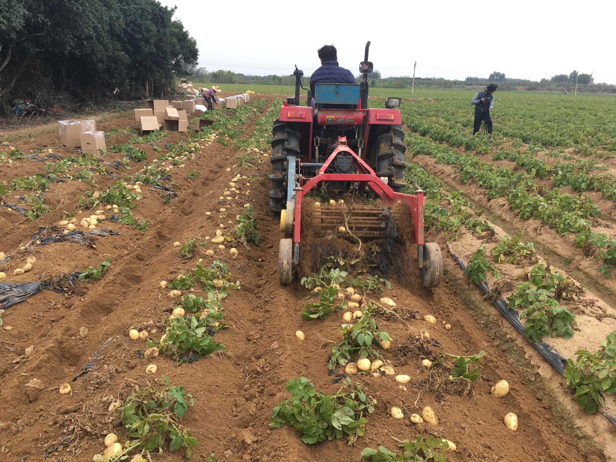 生物降解地膜及覆盖栽培技术