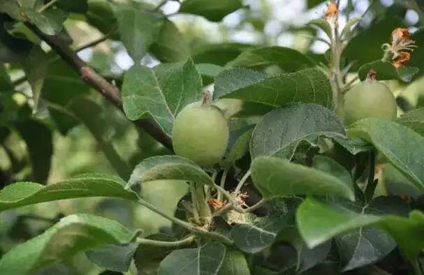 苹果高效保花定果技术