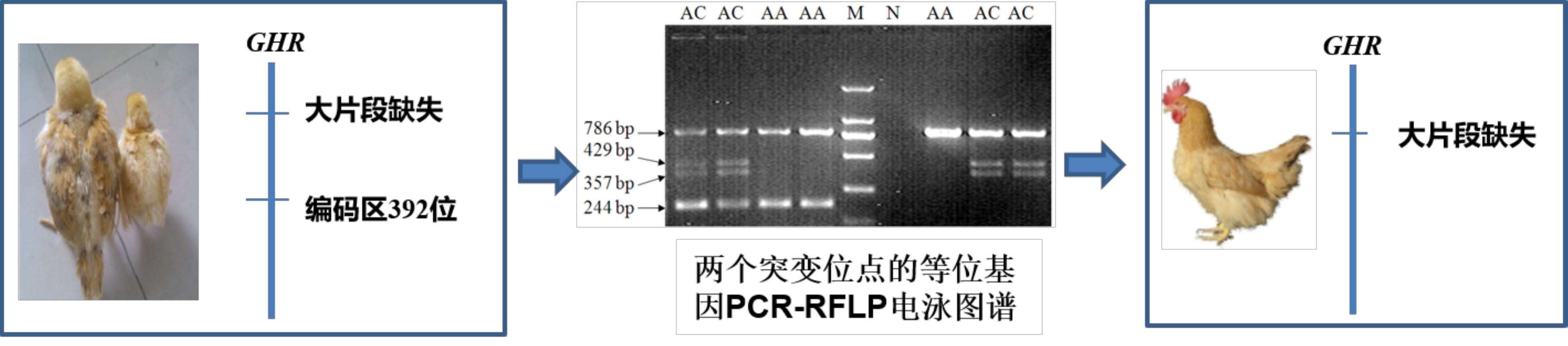 优质肉鸡效率育种关键技术