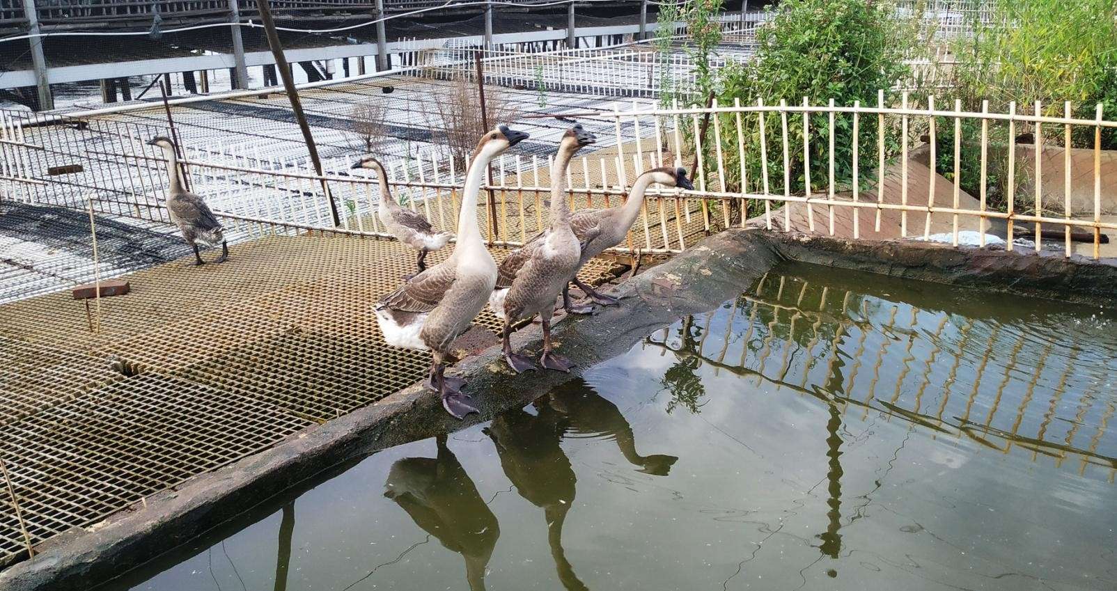 畜禽养殖废水生物-生态处理及资源化利用技术