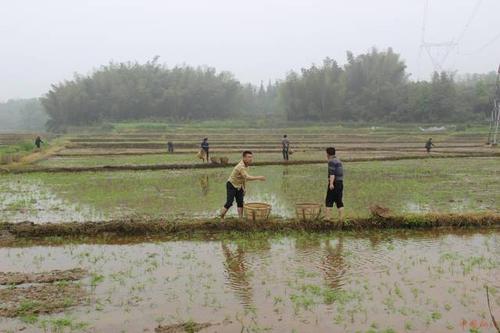 水稻抛秧栽培技术