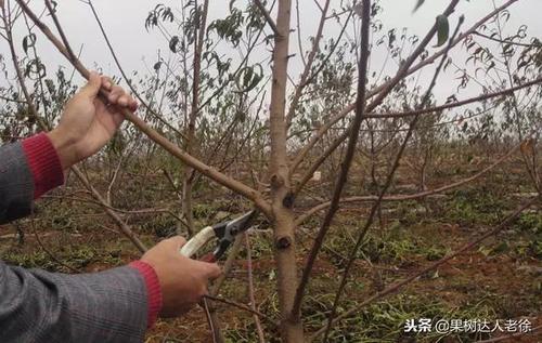 果树主干型整形修剪技术