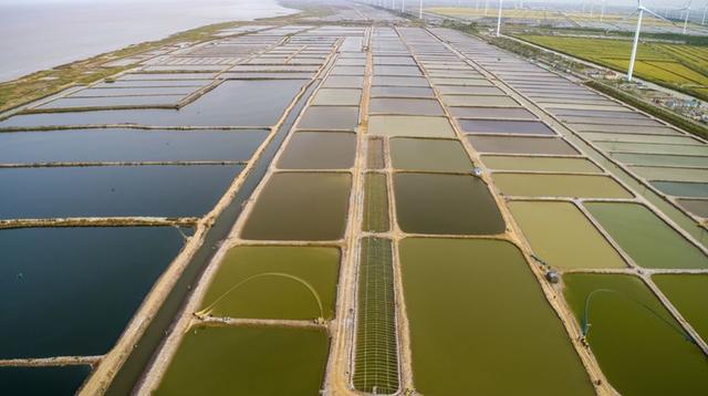 滩涂贝类大规格苗种集约化培育及养殖技术