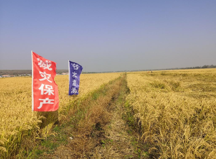 寒地水稻防低温冷害减灾保产关键技术